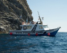 Roses Sub