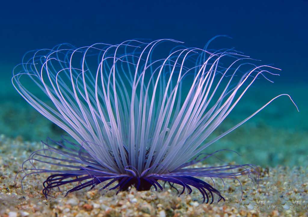 Primera edició del Costa Brava Diving Fest