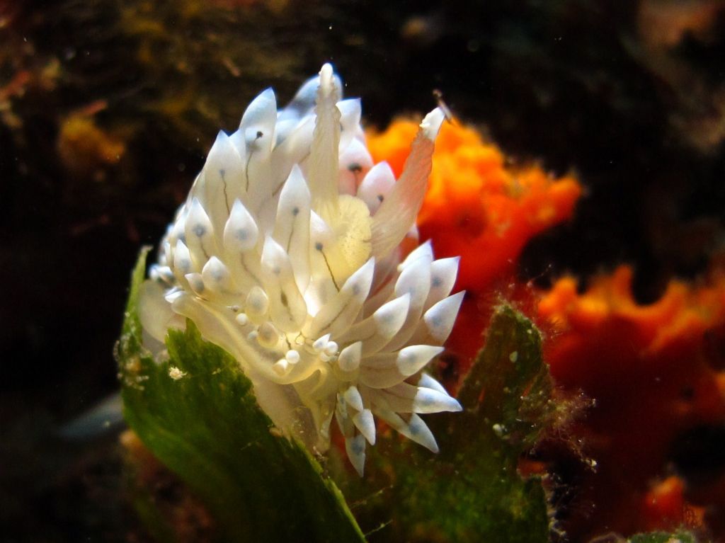 ECO-GUIDANCE TOOLS, the new sustainable diving project of Sub Costa Brava