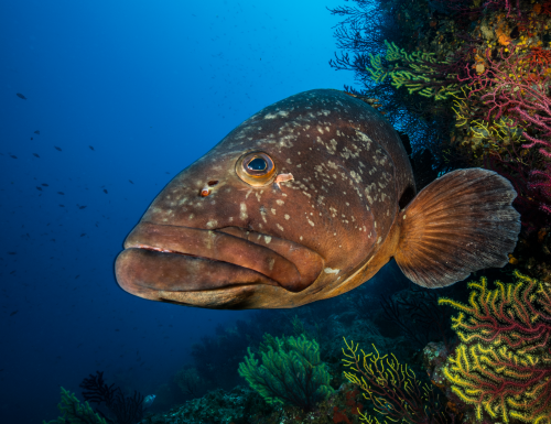 2.- The great groupers