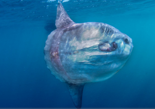 6.- The deep blue sea and the special fish 