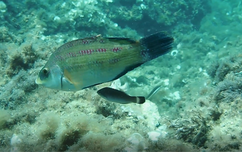 10.- Peixos de mil colors