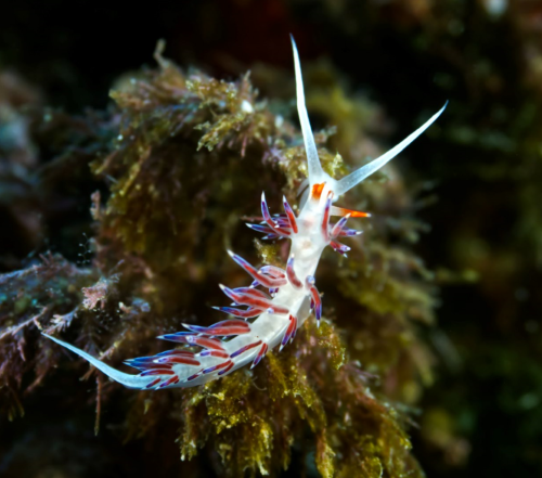 4.- Macro lens: nudibranchs 