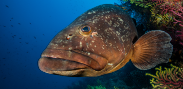 2.- The great groupers