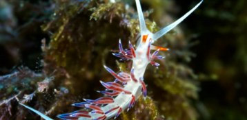 4.- Objectif macro: nudibranches 