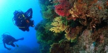 1.- El mundo de las gorgonias y los corales