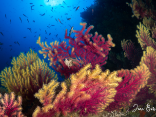 1.- El mundo de las gorgonias y los corales 4