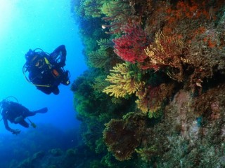 1.- El món de les gorgònies i els coralls 3