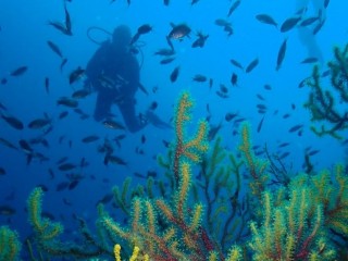 1.- El mundo de las gorgonias y los corales 2