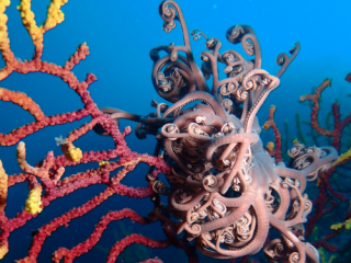 1.- El món de les gorgònies i els coralls 1
